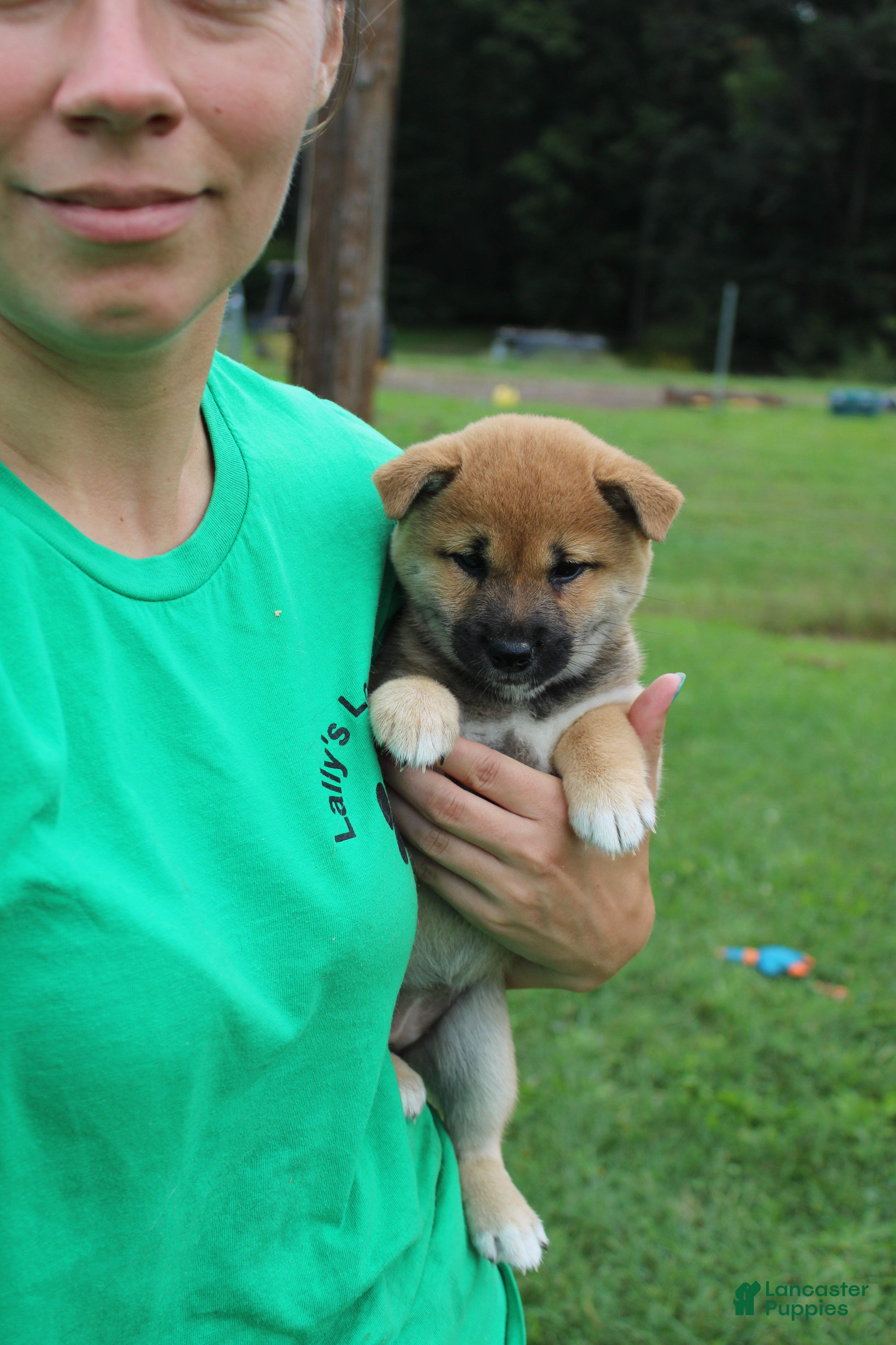 Shiba Inu dogs Shrimp - Ad 1