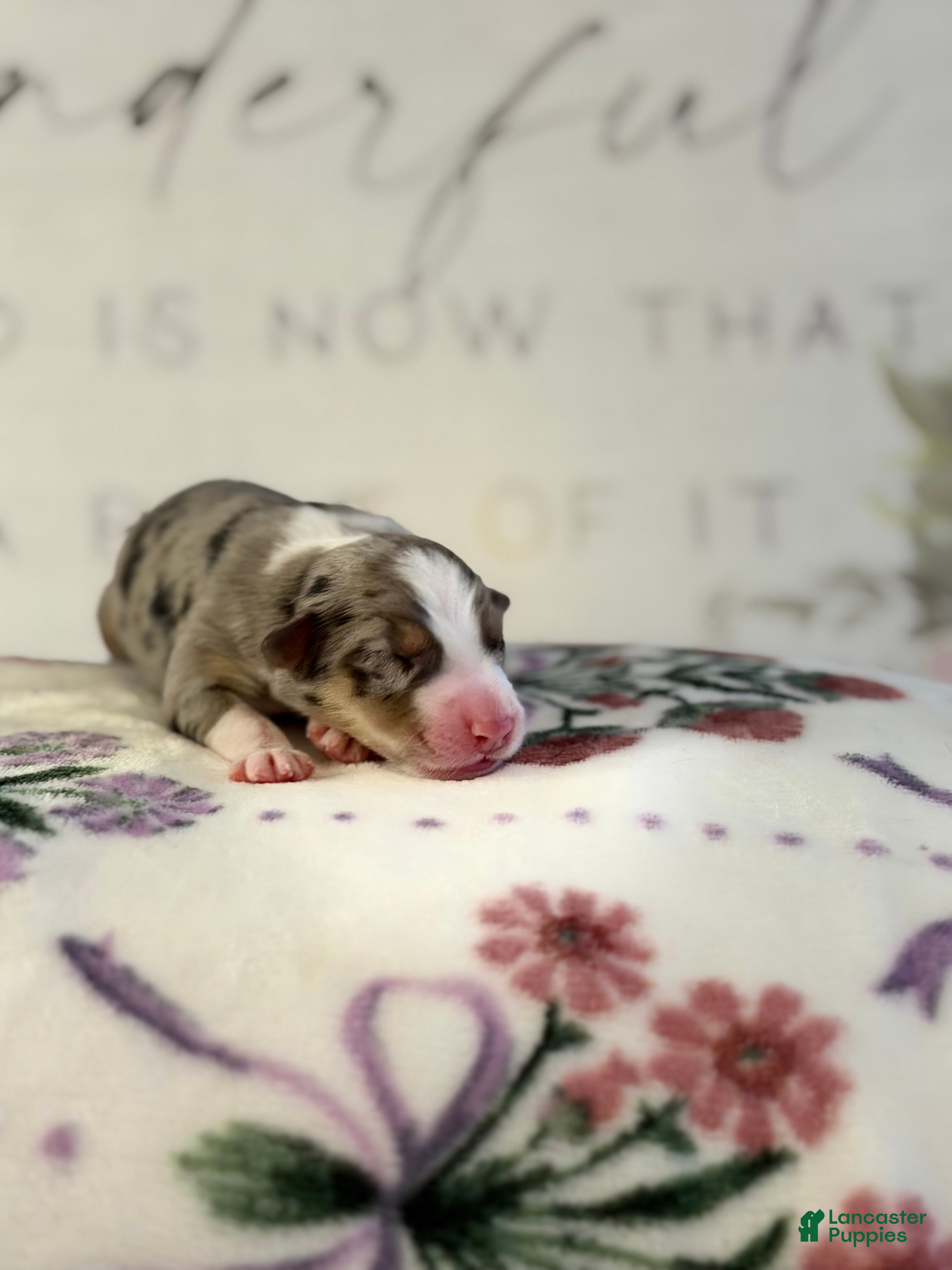 Australian Shepherd dogs Australian Shepherd Puppy 5 - Ad 28