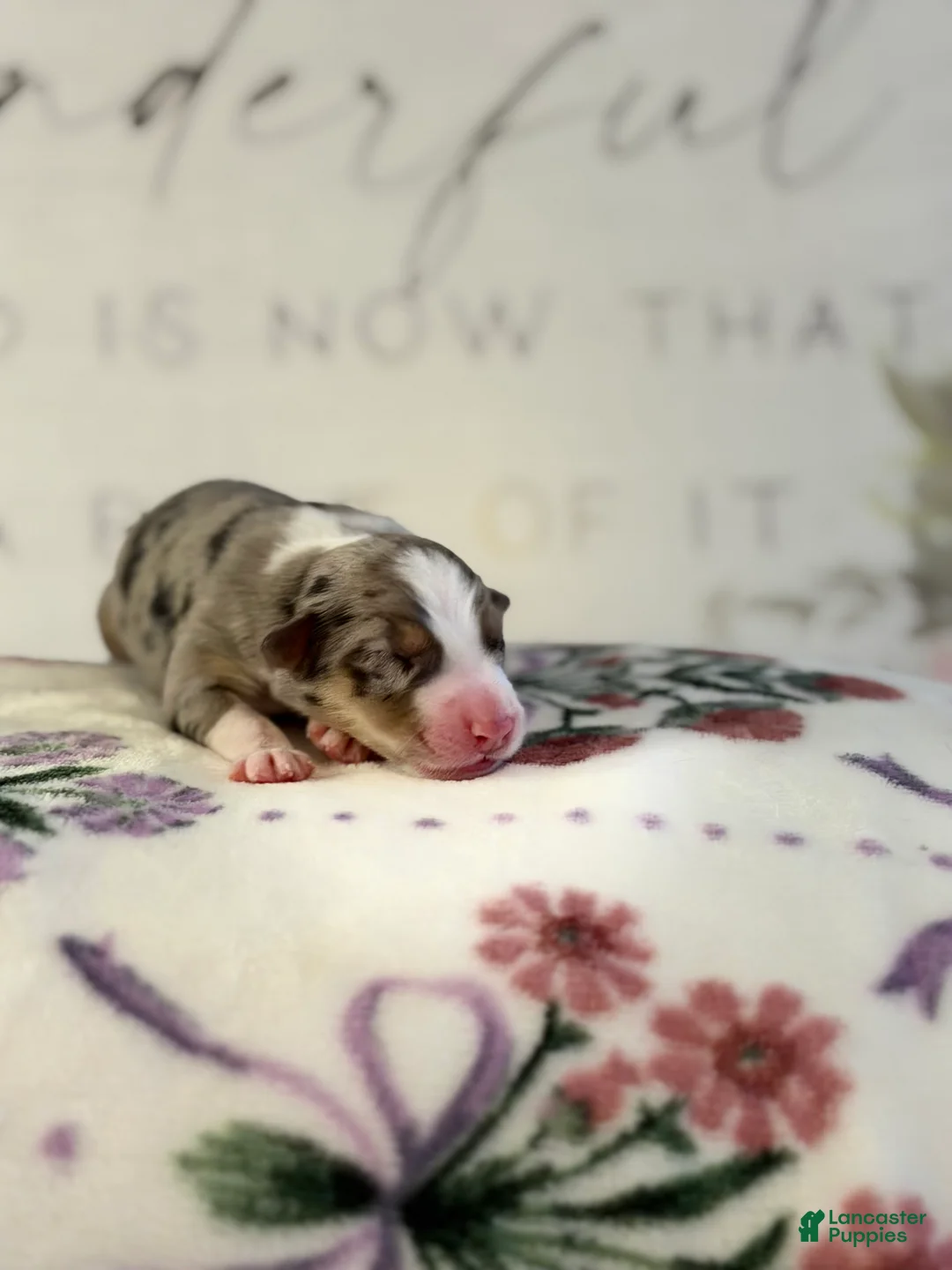 Australian Shepherd dogs for sale: Australian Shepherd Puppy 5 - Ad 1