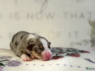 Australian Shepherd dogs Australian Shepherd Puppy 5 - Ad 28