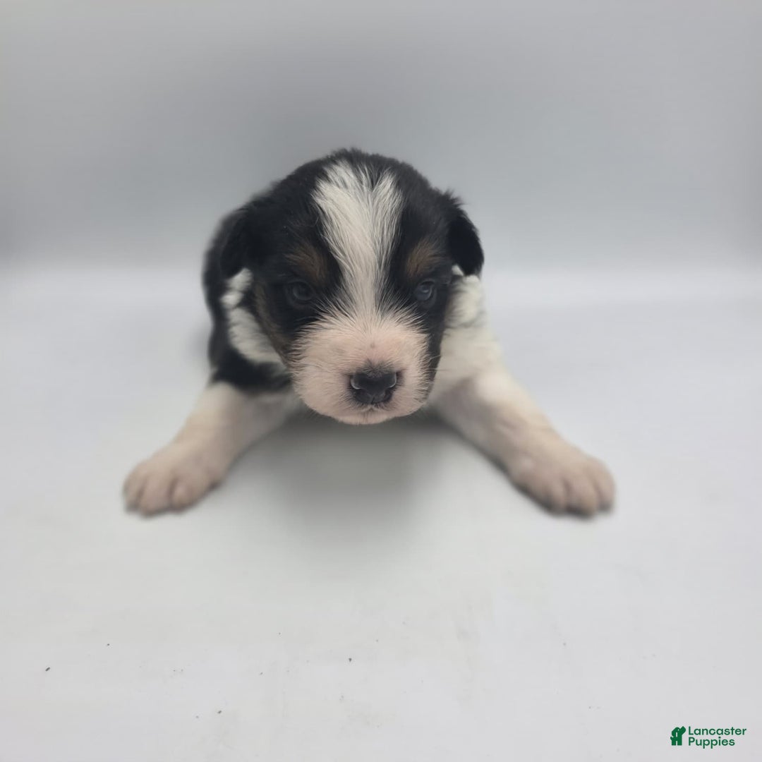 Australian Shepherd dogs for sale: Belle - Ad 3