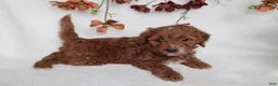 Cavapoo dogs for sale: Finley - Ad 4