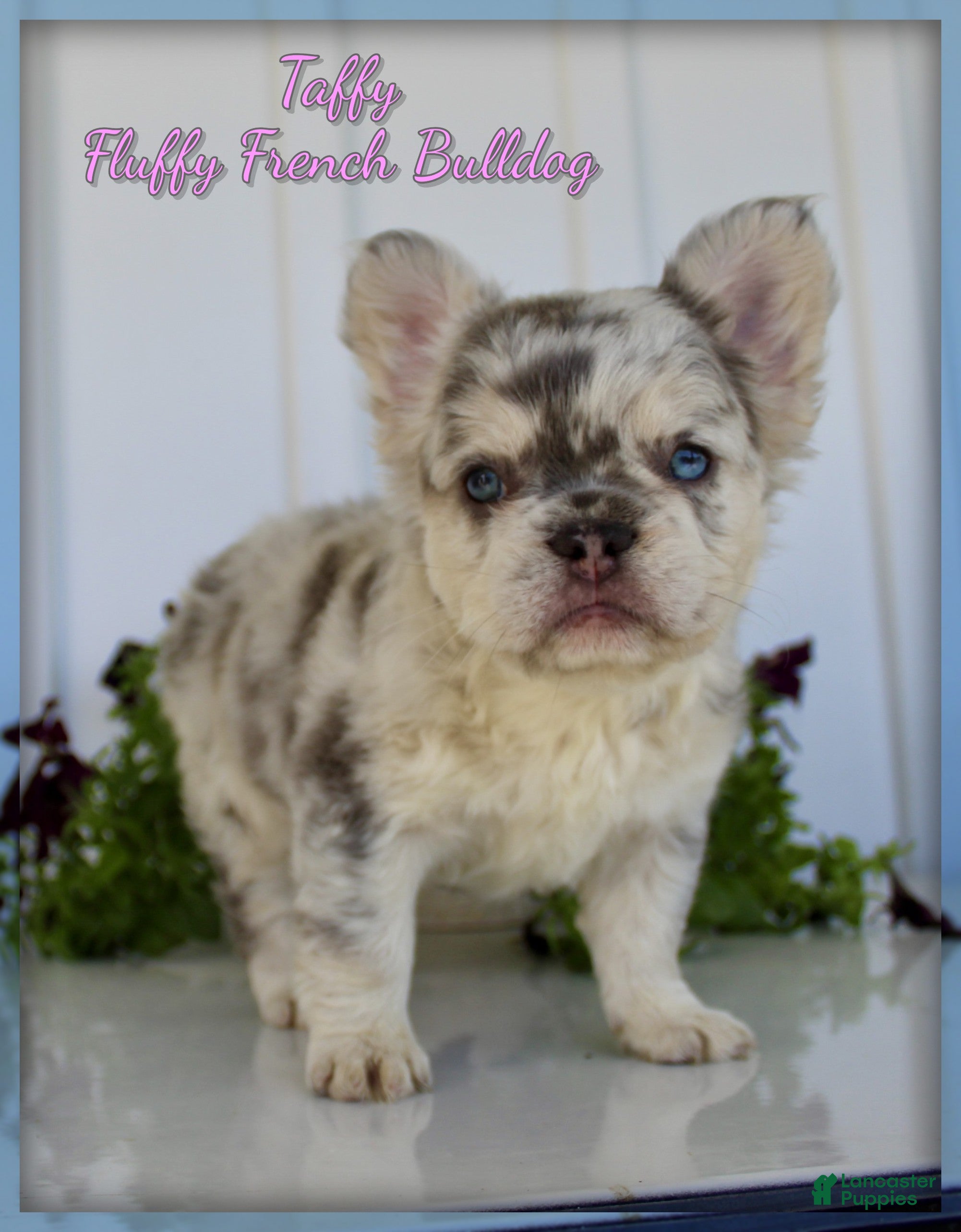 French Bulldog dogs Taffy - Ad 1