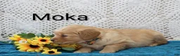 Golden Retriever dogs for sale: Moka - Ad 3