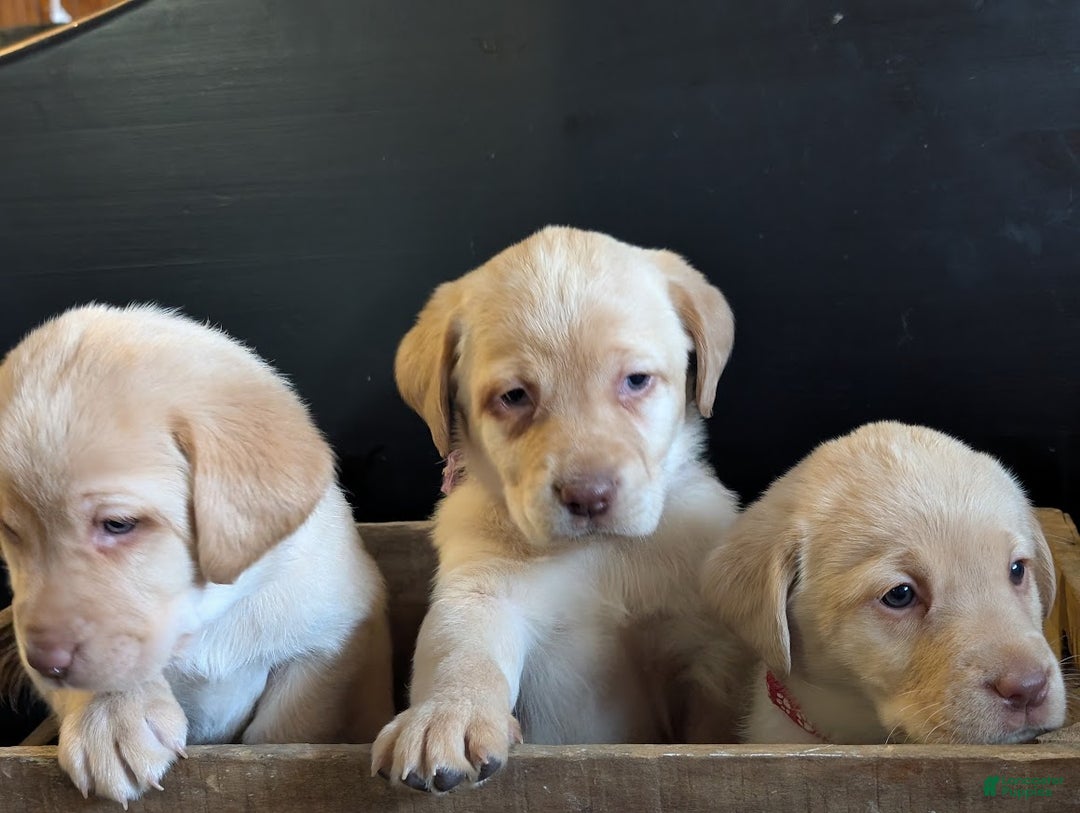 Labrador Retriever dogs for sale: Willow - Ad 3