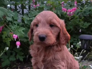 Mini Goldendoodle dogs for sale: Dr Pepper - Ad 3