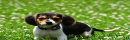 Beagle dogs for sale: Vicky - Ad 8
