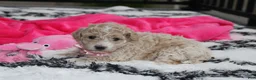 Bichpoo dogs for sale: Bichpoo 1Abby - Ad 5