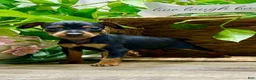Miniature Pinscher dogs for sale: Tilly - Ad 5
