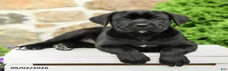 Cane Corso dogs for sale: Camilla - Ad 5