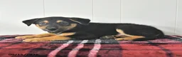 Mixed Breed dogs for sale: Bruno - Ad 3