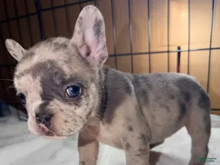 French Bulldog dogs Isabella - Ad 21