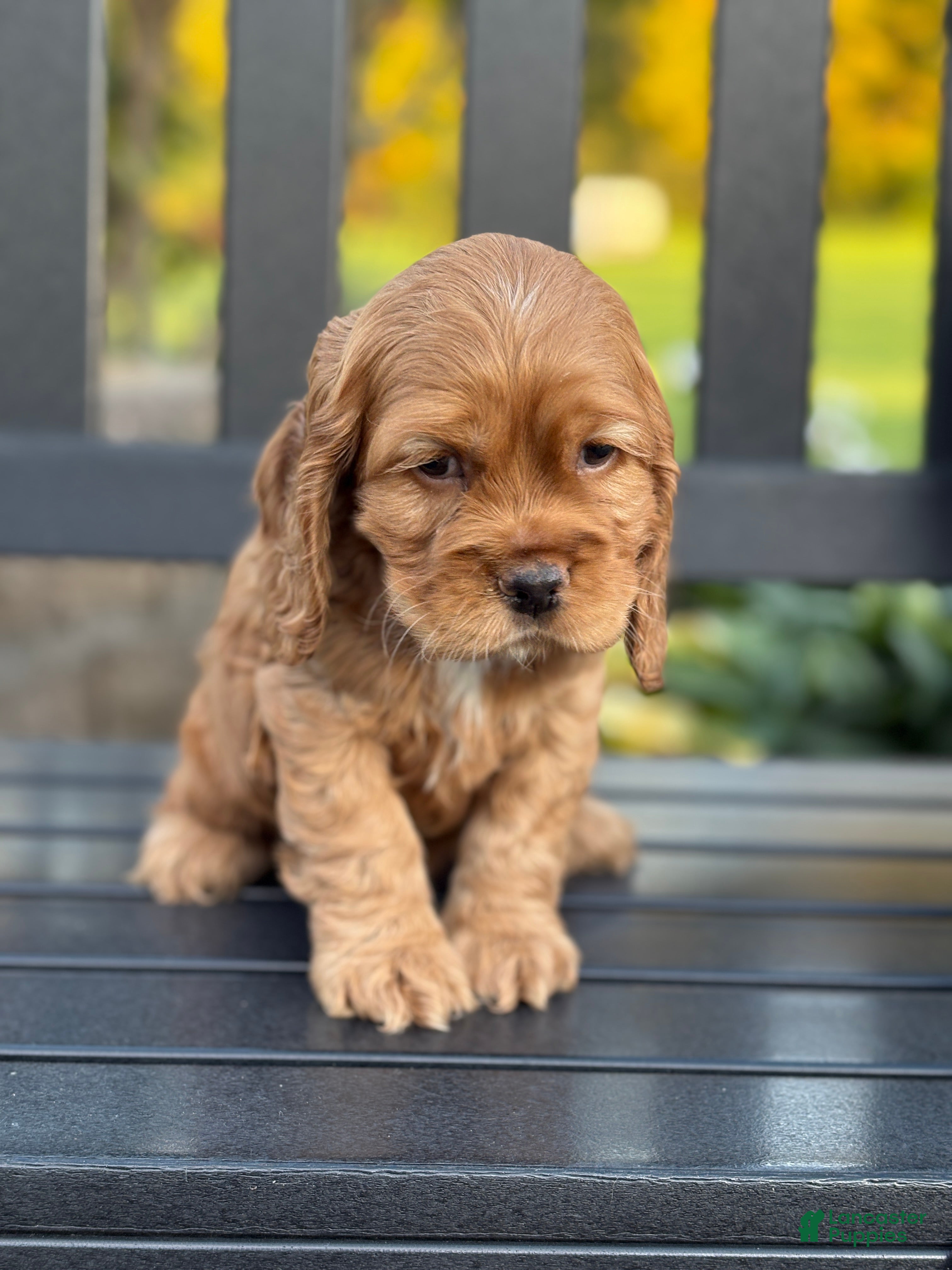 Cocker Spaniel dogs Hamilton  - Ad 2