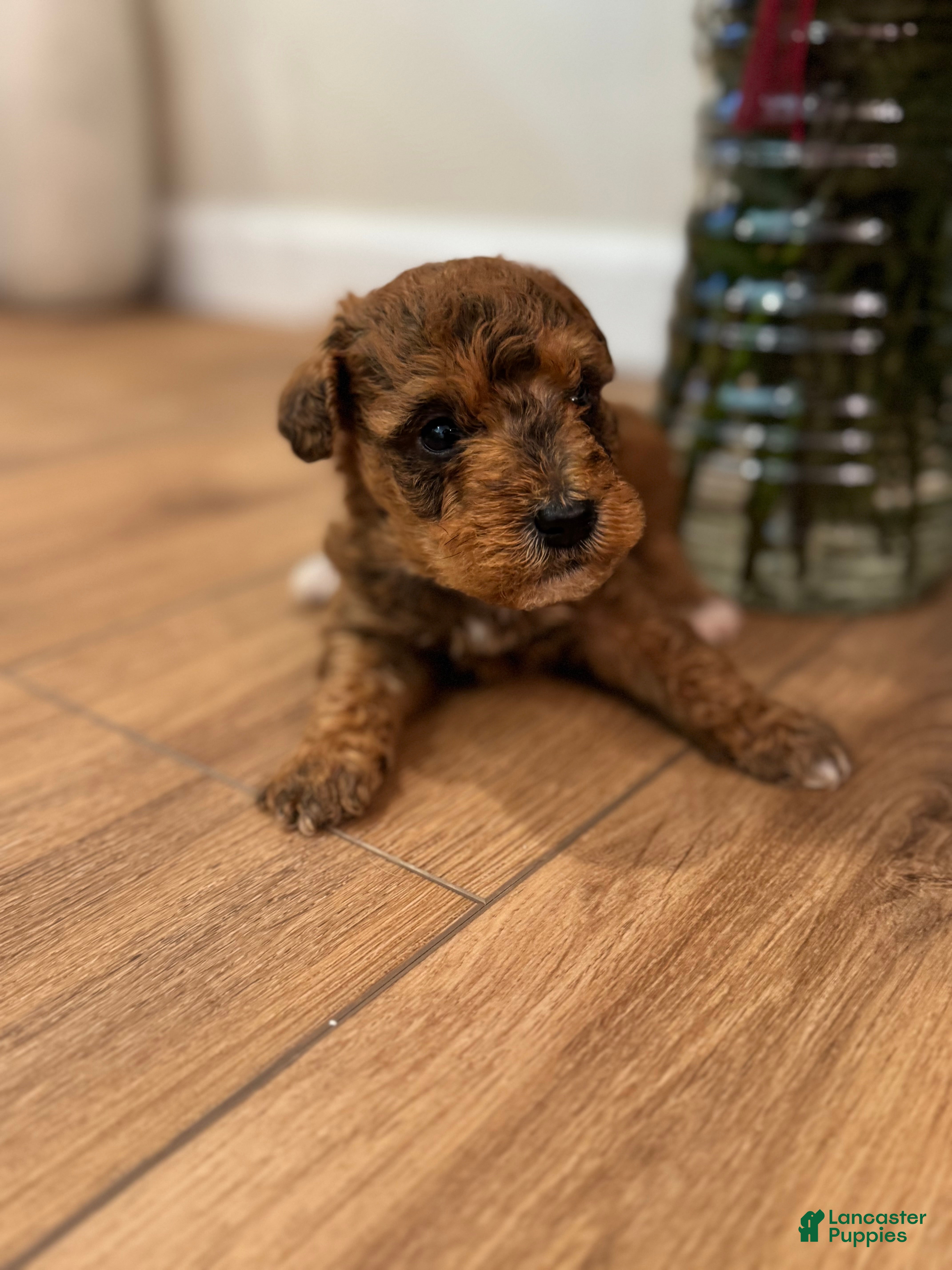 Schnoodle dogs Darius - Ad 25