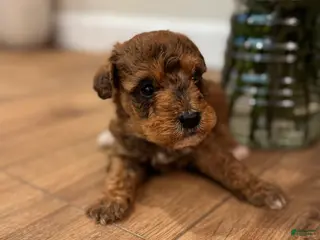 Schnoodle dogs Darius - Ad 25