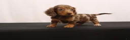 Dachshund dogs for sale: Pinto - Ad 9