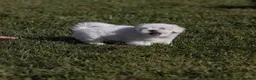 Coton De Tulear dogs for sale: Orchid  - Ad 3