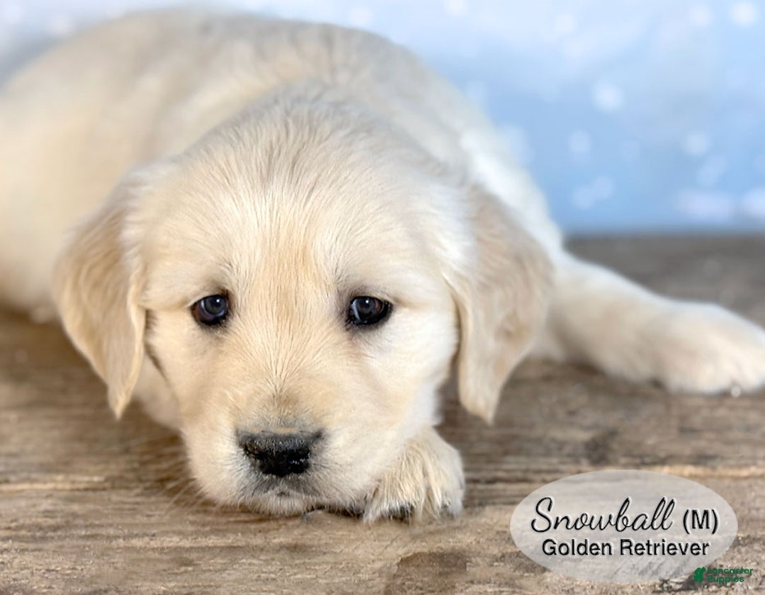 Golden Retriever dogs for sale: Snowball - Ad 4