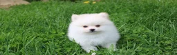 Pomeranian dogs for sale: Charlie  - Ad 6