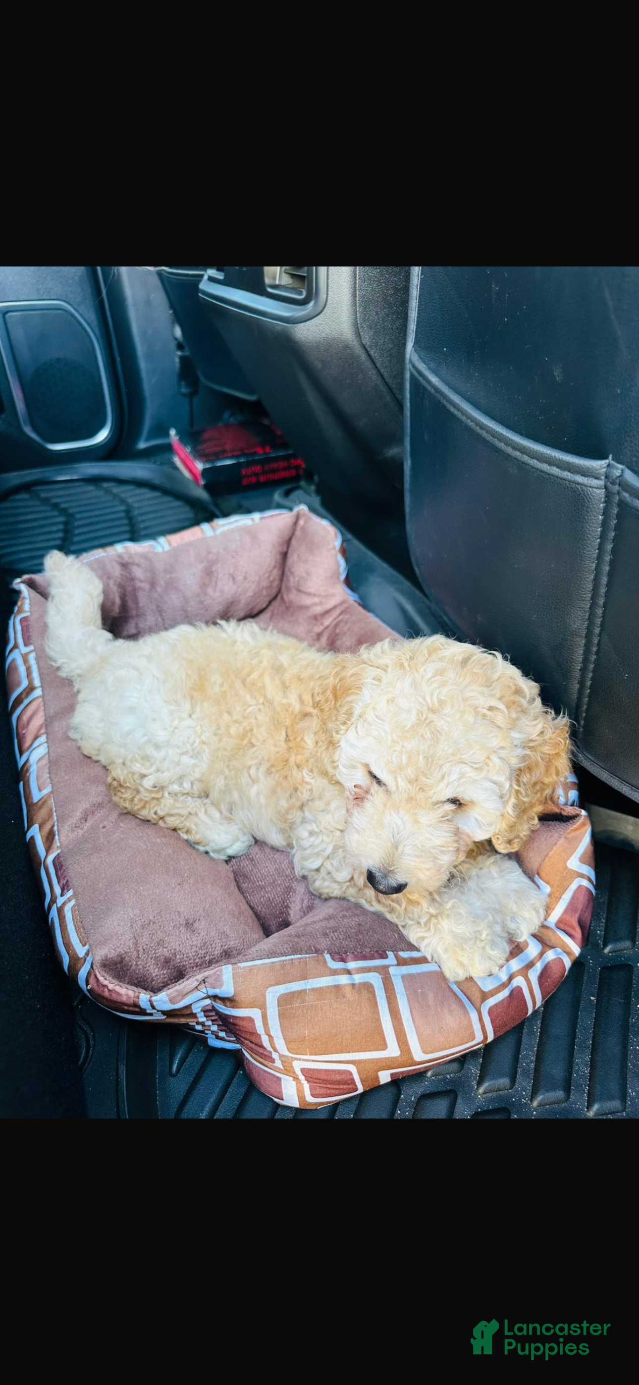 Mini Goldendoodle dogs Teddy - Ad 4