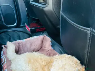 Mini Goldendoodle dogs Teddy - Ad 4