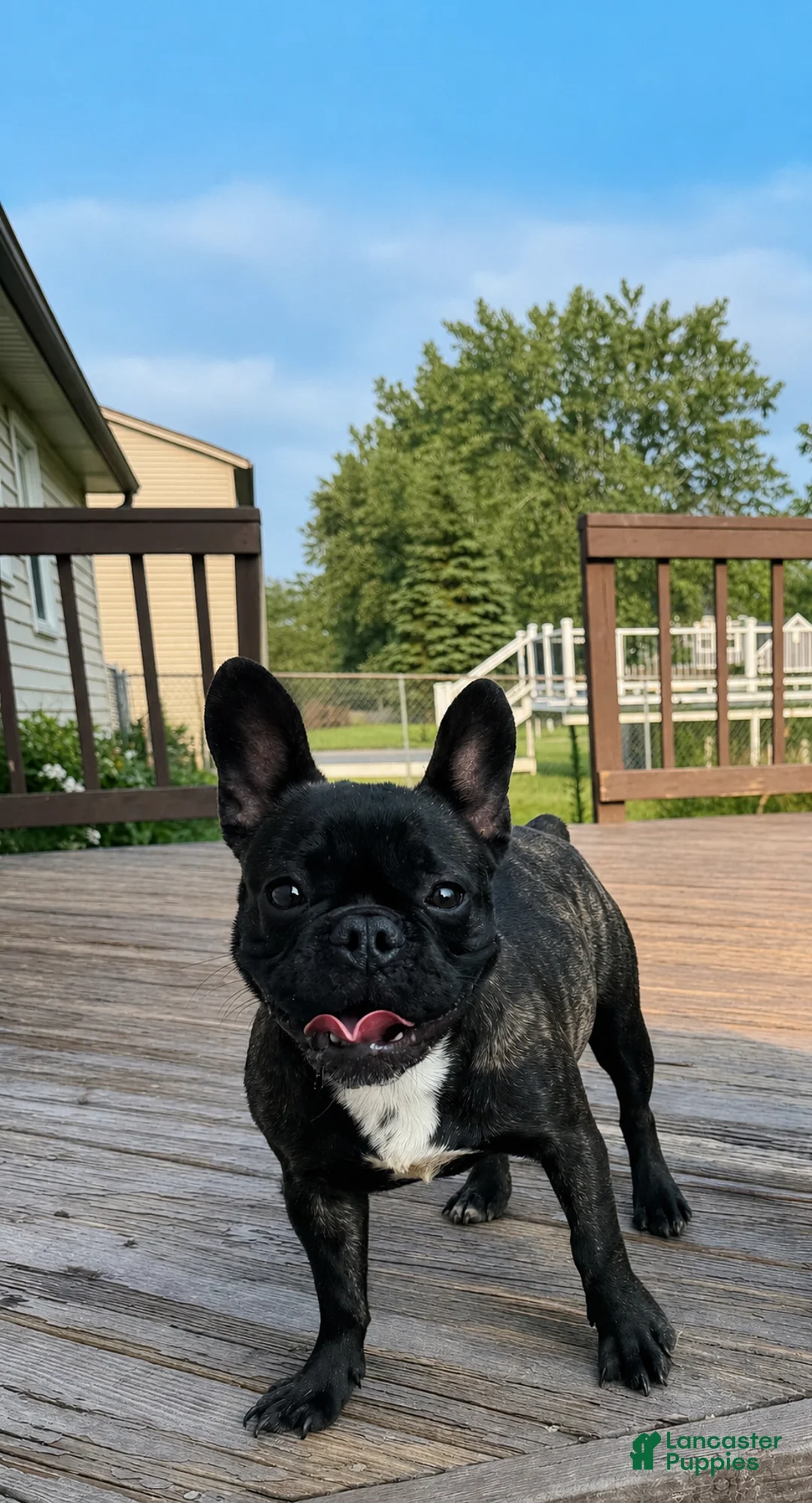 French Bulldog dogs for sale: Mocha - Ad 2
