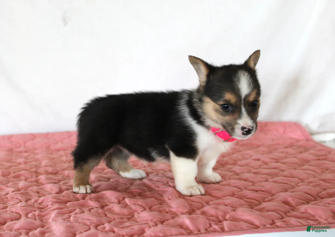 Welsh Corgi Pembroke dogs for sale: Hazel - Ad 3