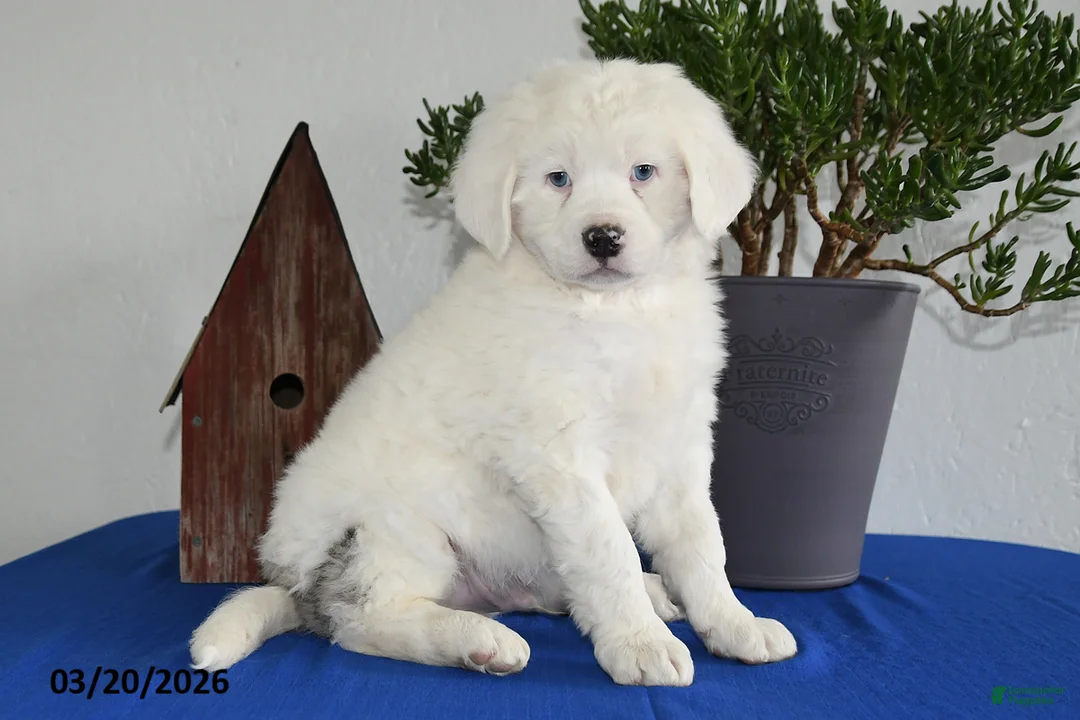 Mixed Breed dogs for sale: Jaxon - Ad 3