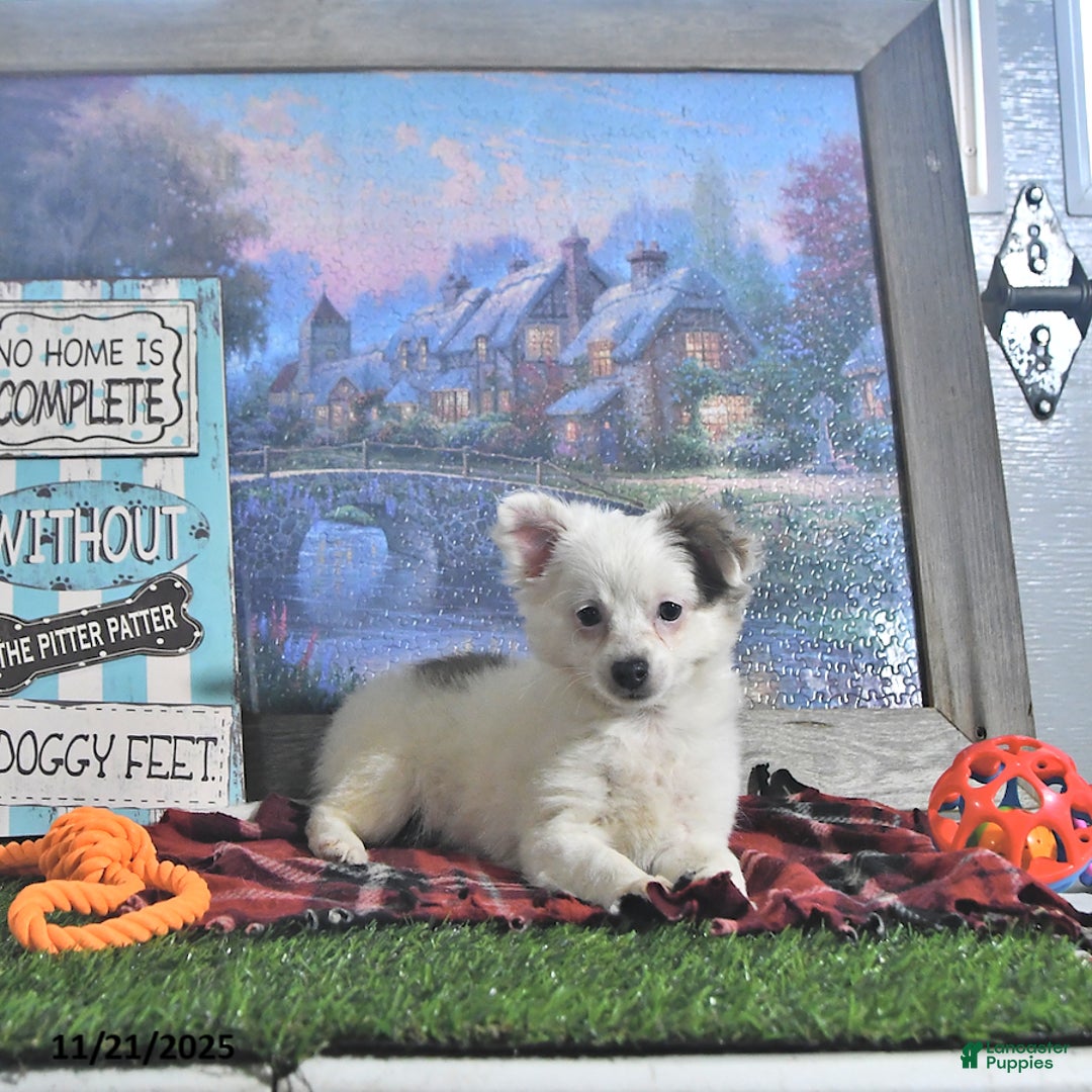 Chihuahua dogs for sale: Beau - Ad 8