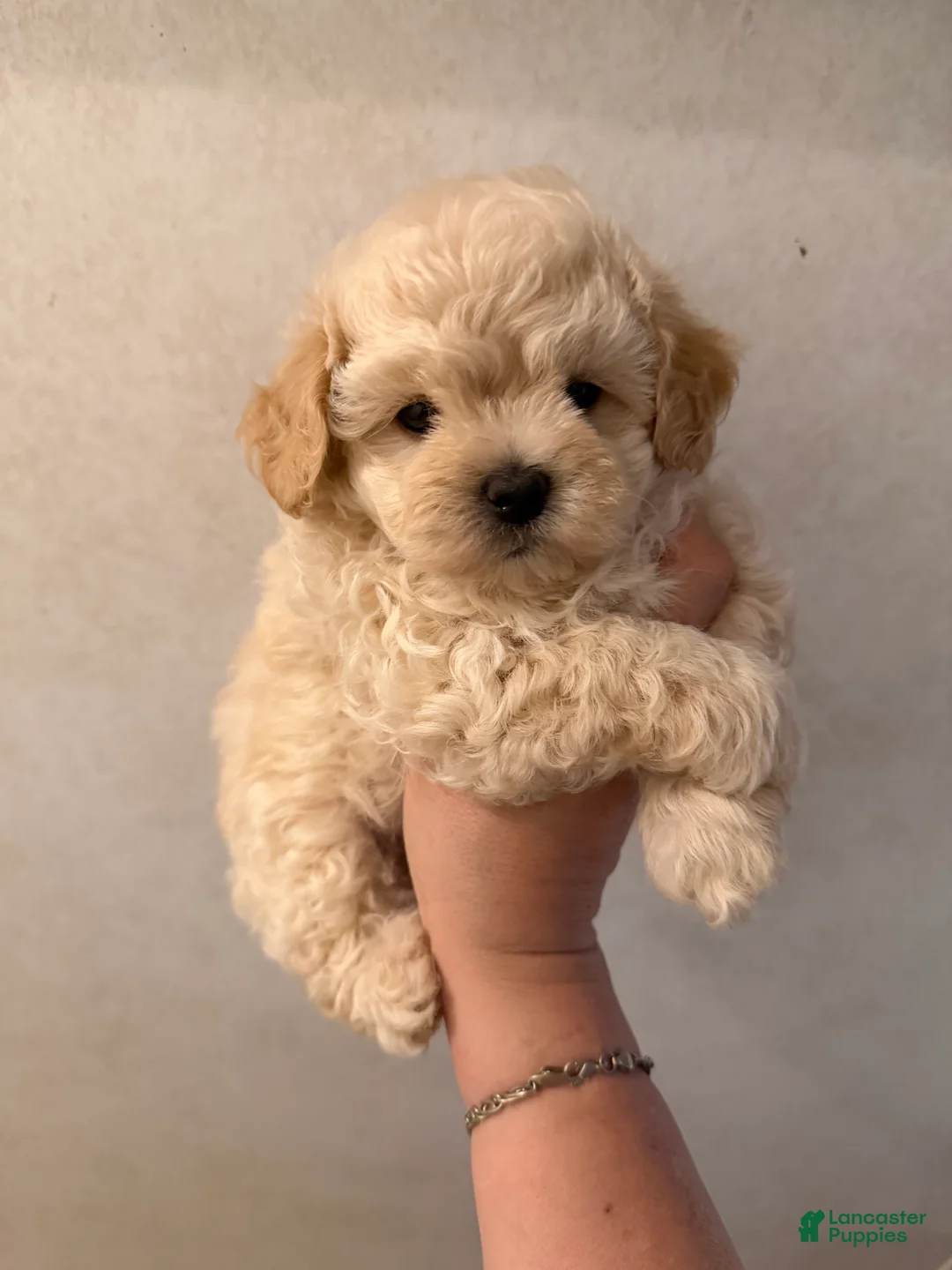 Maltipoo dogs for sale: Maltipoo Puppy 2 - Ad 2