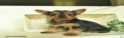 Yorkshire Terrier dogs for sale: Lori  - Ad 4