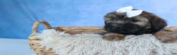 Shorkie dogs for sale: SALLY - Ad 10
