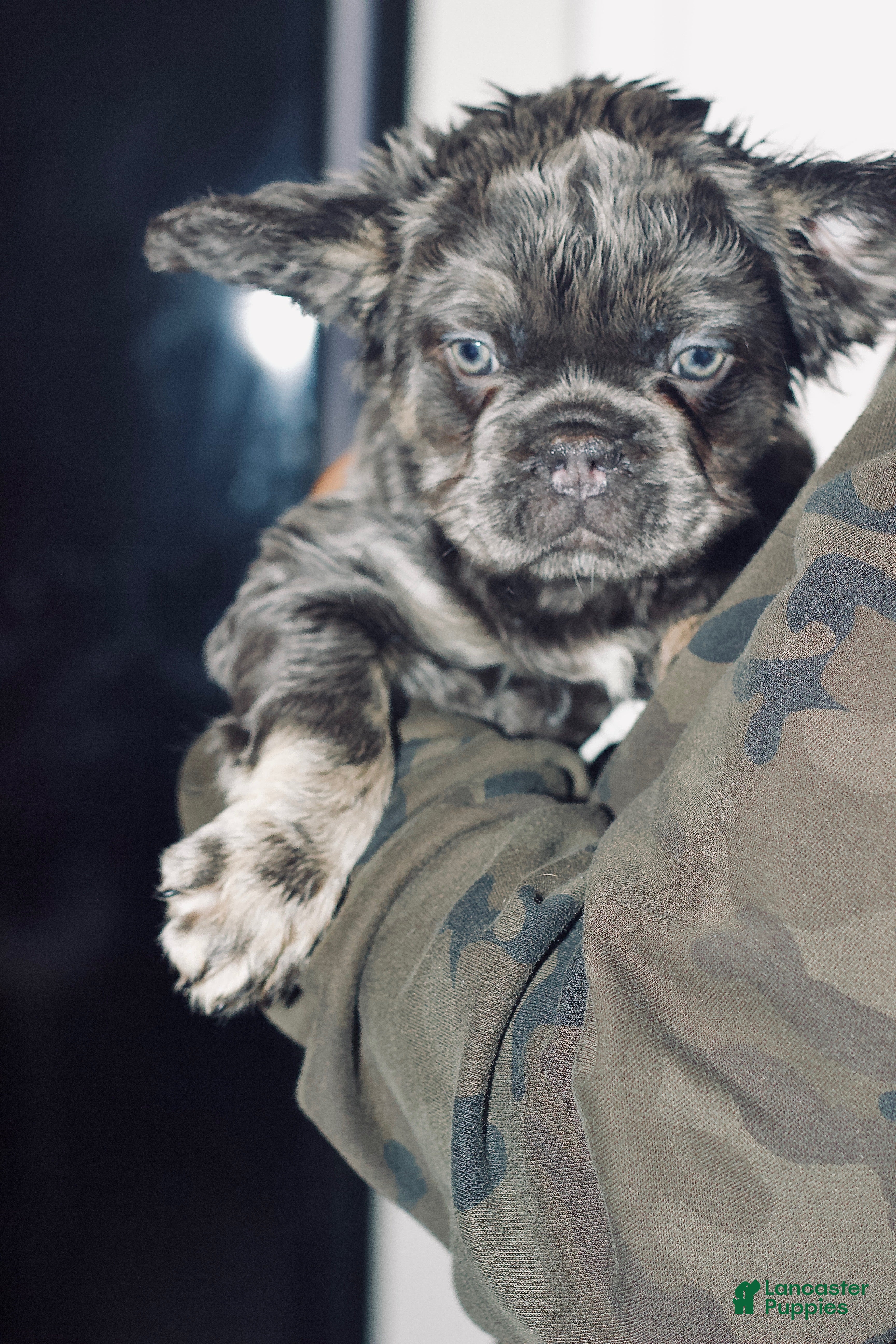 French Bulldog dogs Glow - Ad 38