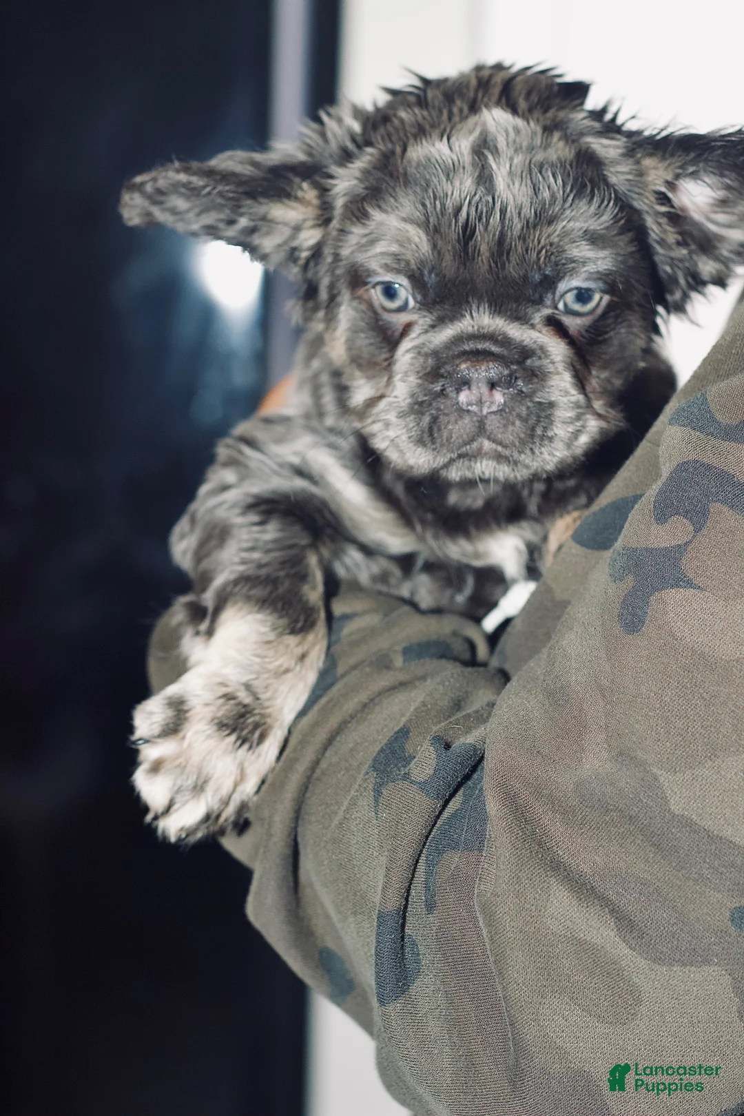 French Bulldog dogs for sale: Glow - Ad 1