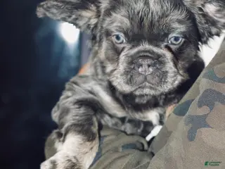 French Bulldog dogs Glow - Ad 38