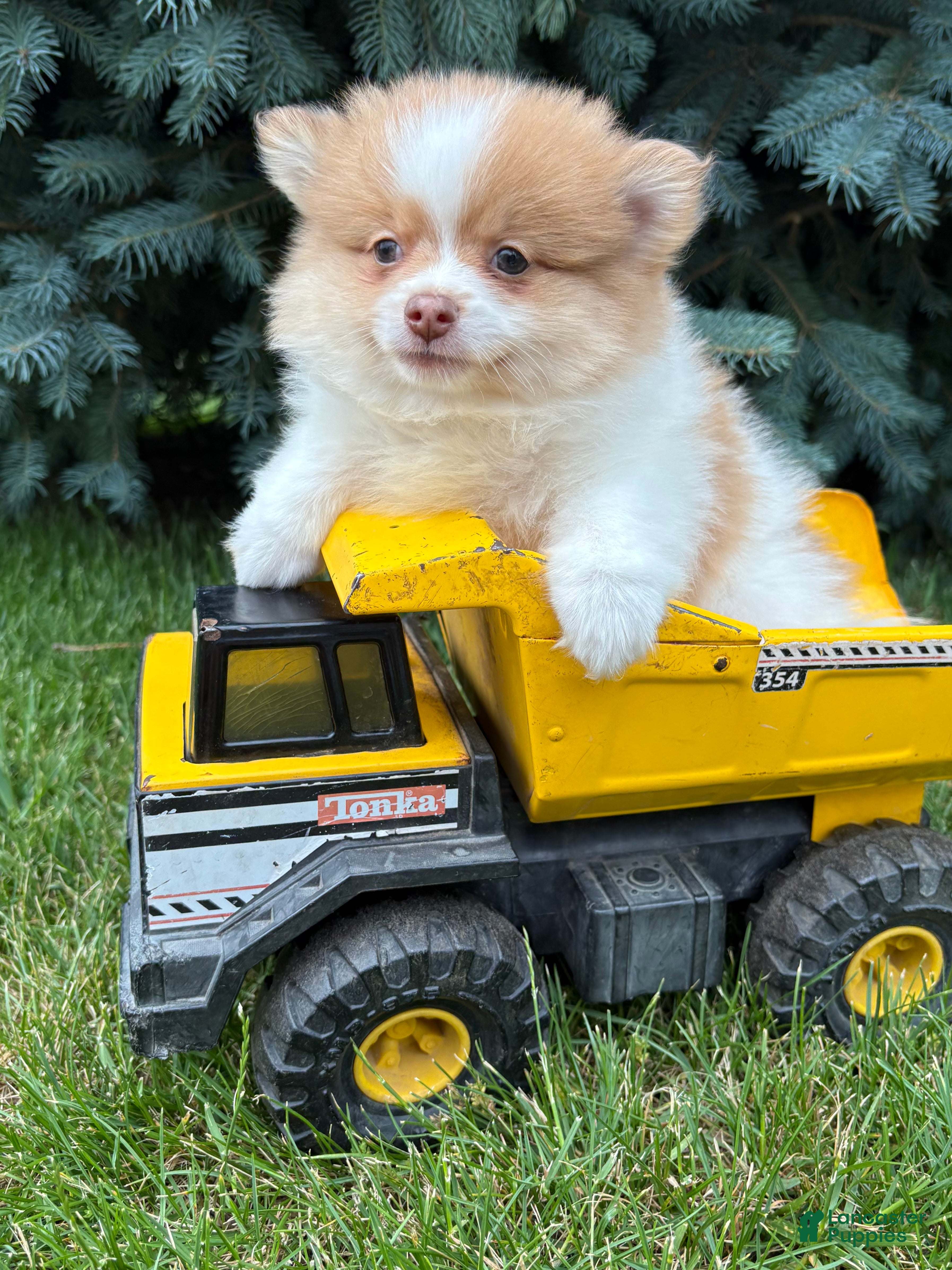 Pomeranian dogs Kipp - Ad 1