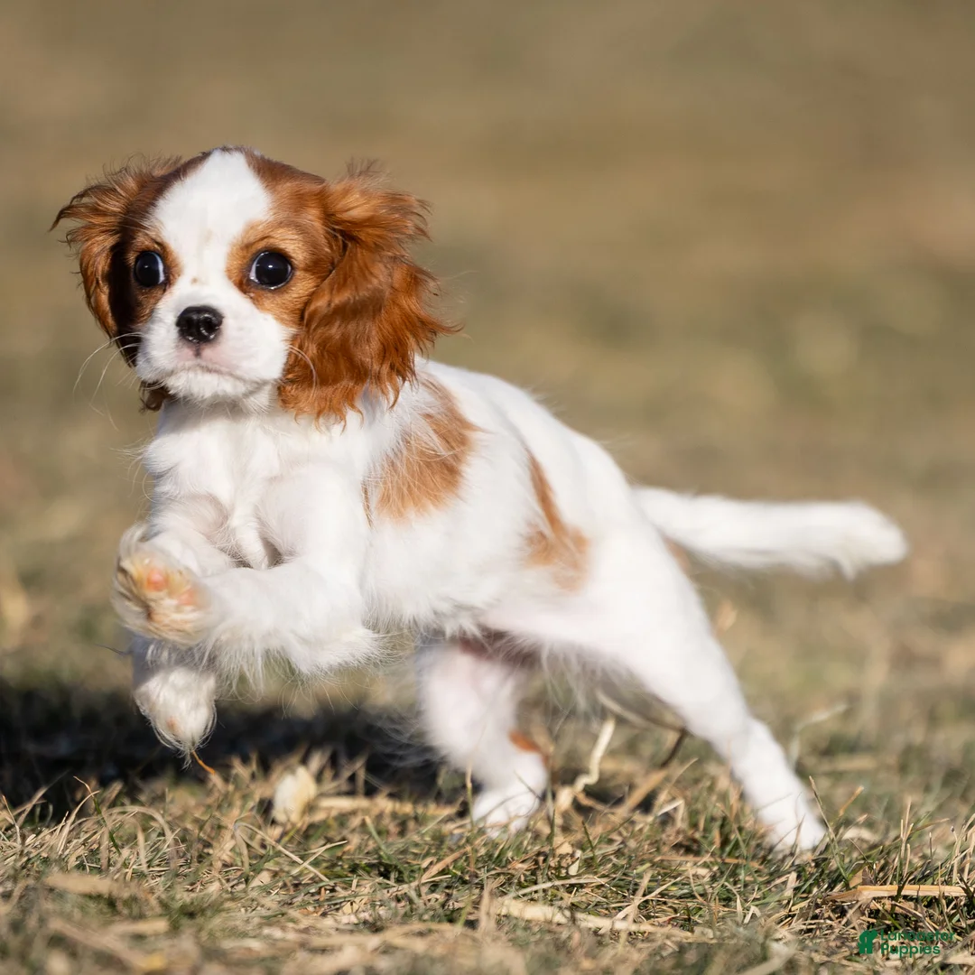 Cavalier King Charles Spaniel dogs for sale: Zina - Ad 2