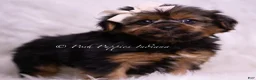 Yorkshire Terrier dogs for sale: Gadget - Ad 1