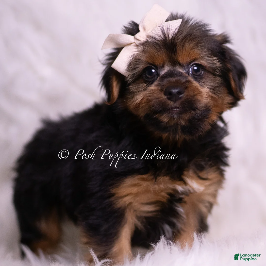 Yorkshire Terrier dogs for sale: Gadget - Ad 1