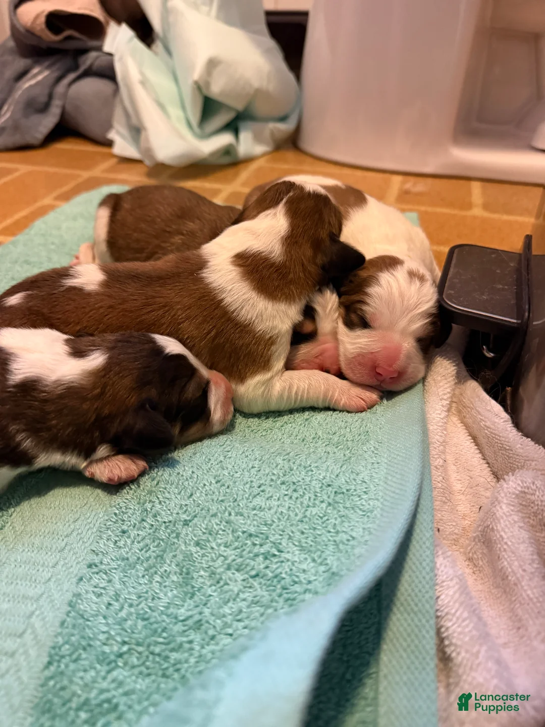 Mixed Breed dogs for sale: Great Bernese Female 4 - Ad 2