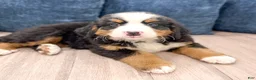 Bernese Mountain Dog dogs for sale: Casey - Ad 3