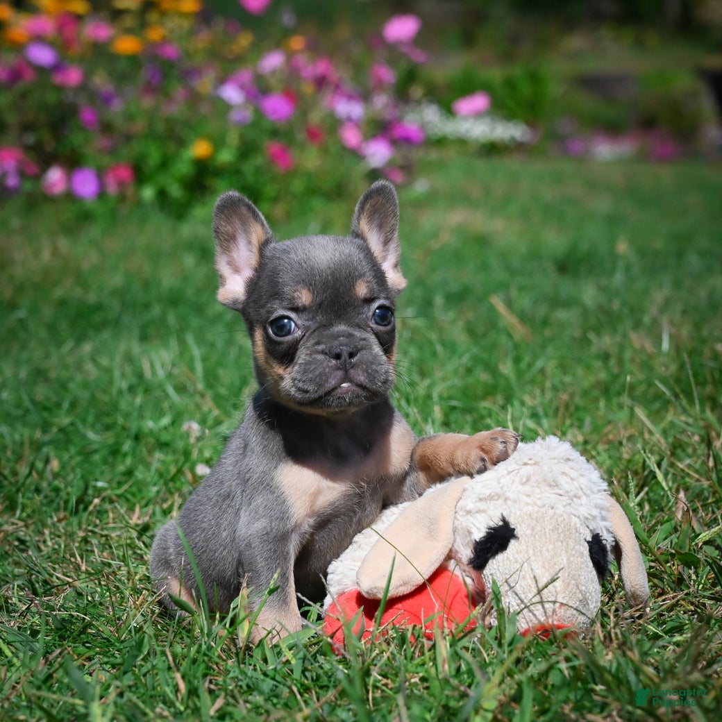 French Bulldog dogs Carrissa - Ad 21