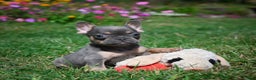 French Bulldog dogs for sale: Carrissa - Ad 1