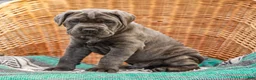 Cane Corso dogs for sale: Big Joe (Champion Bloodline) - Ad 4