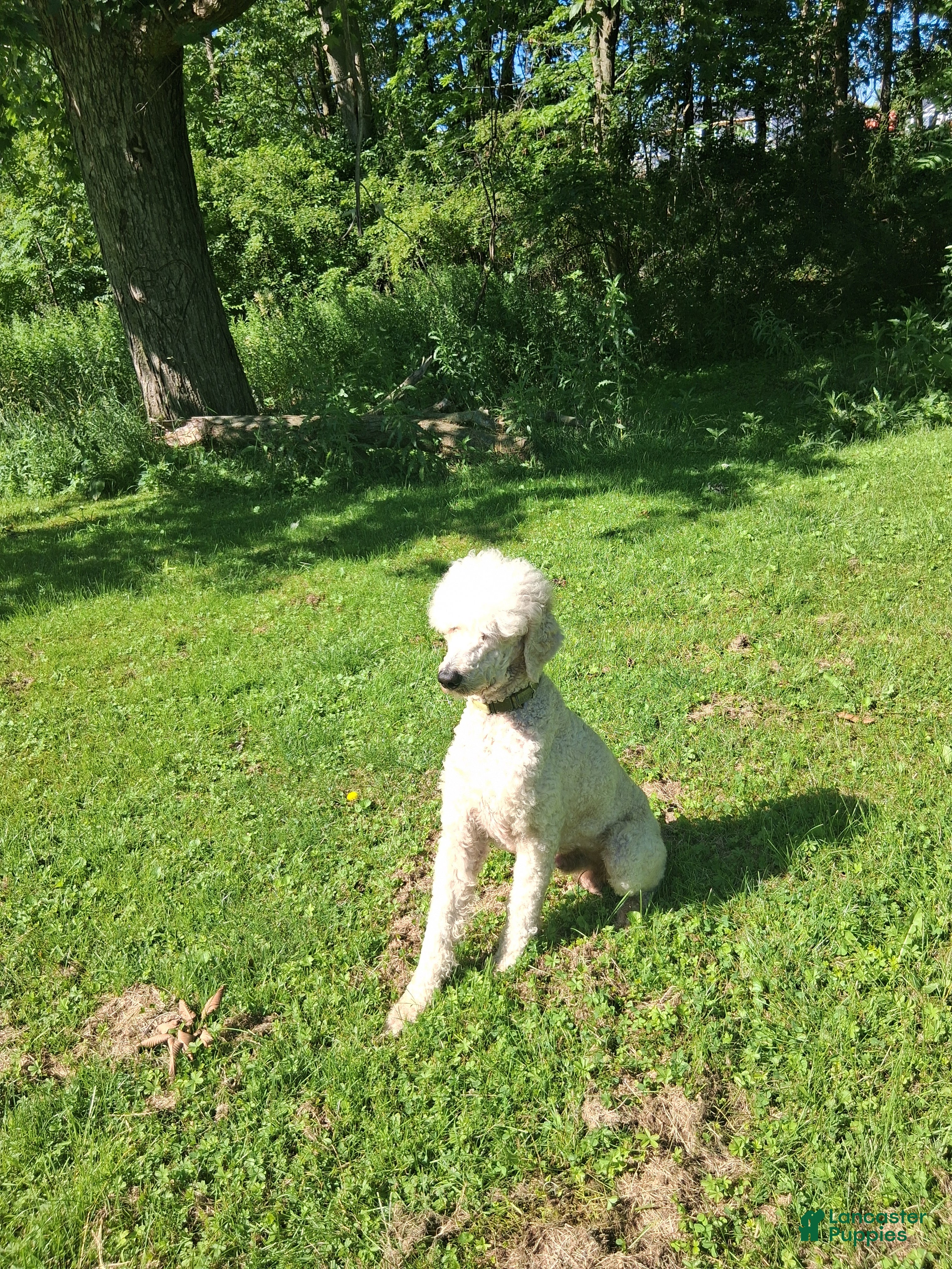 Standard Poodle dogs Standard Poodle 1 - Ad 37