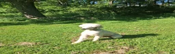 Standard Poodle dogs for sale: Standard Poodle 1 - Ad 1