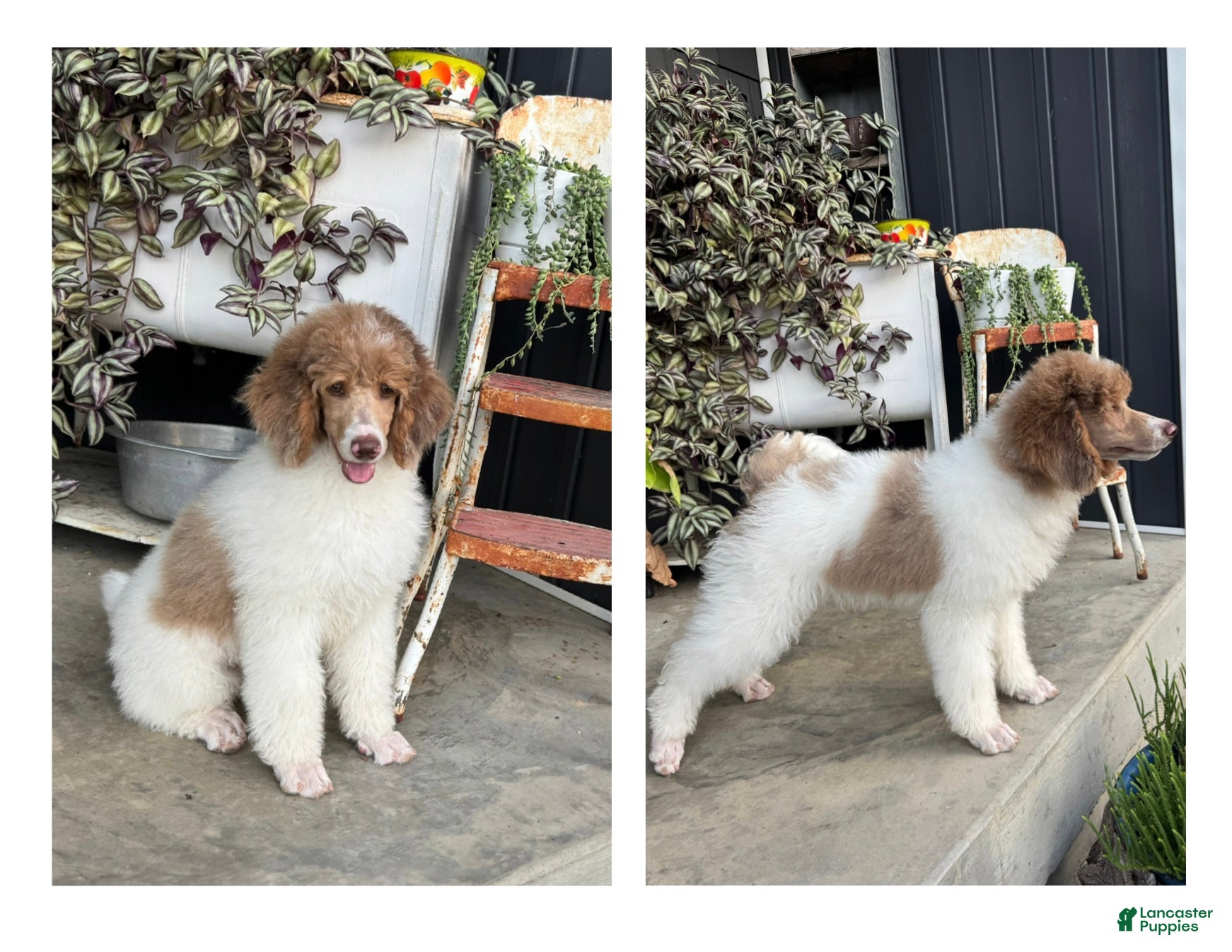 Standard Poodle dogs Oak - Ad 2