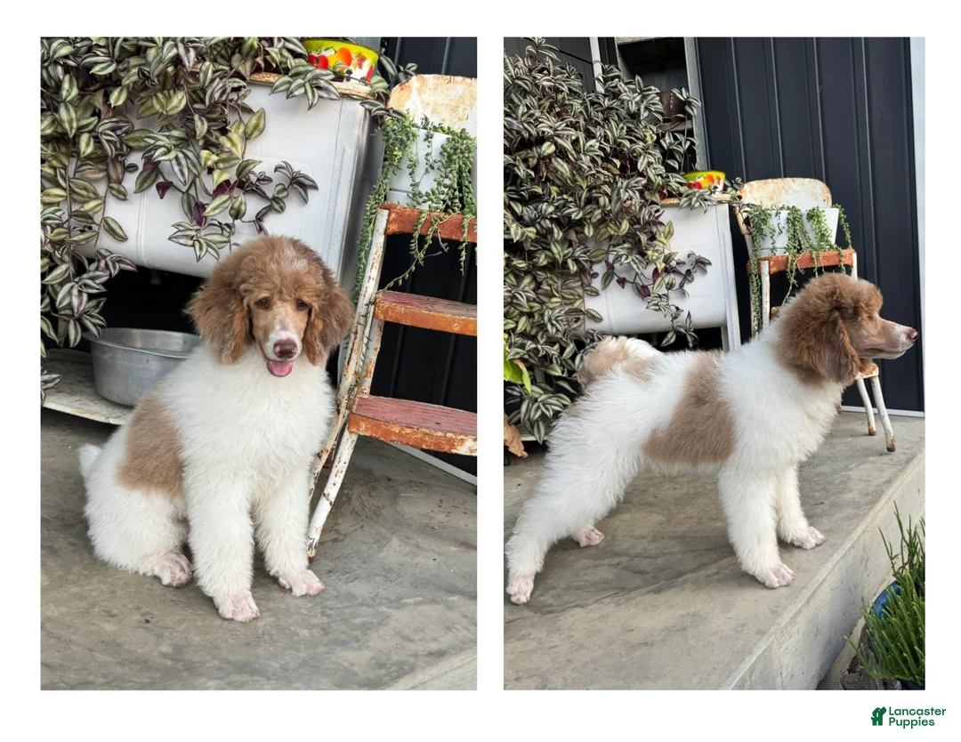 Standard Poodle dogs for sale: Oak - Ad 2