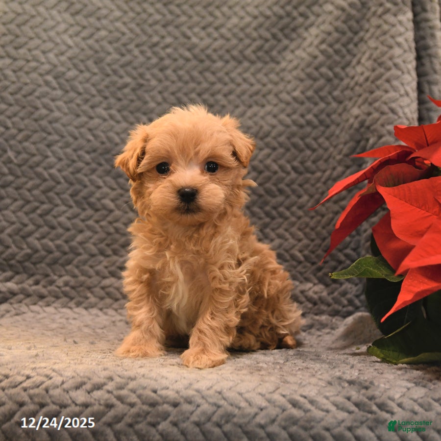 Maltipoo dogs Tootsie - Ad 29