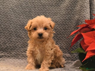 Maltipoo dogs Tootsie - Ad 29